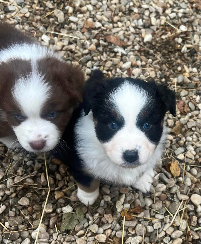 chiot Berger Australien Des Gardiens Du Rouvergue