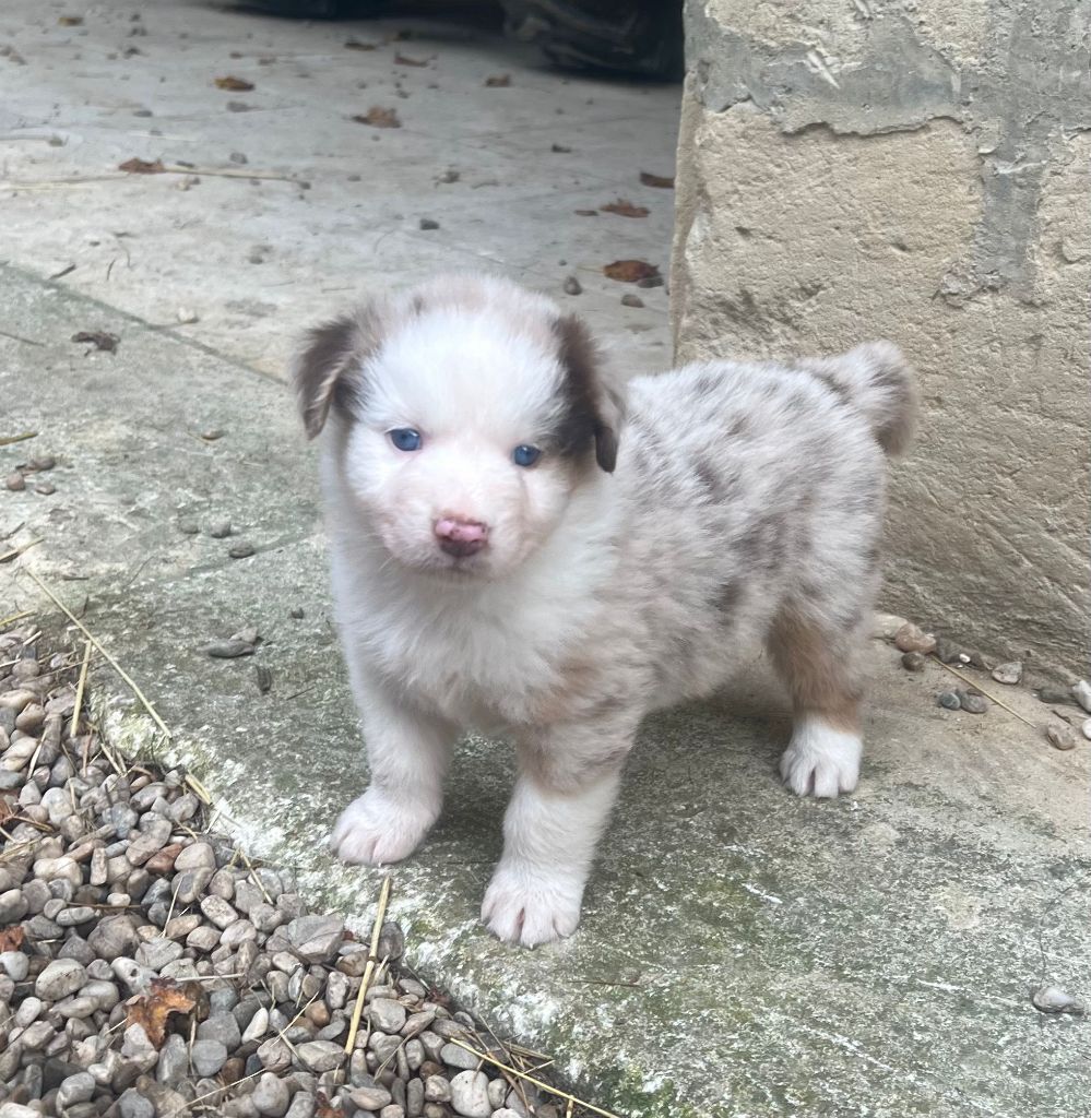 Des Gardiens Du Rouvergue - Chiot disponible  - Berger Australien