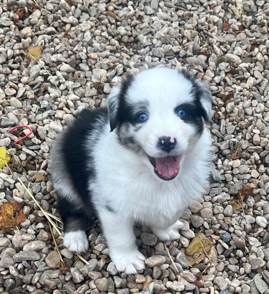 Des Gardiens Du Rouvergue - Chiot disponible  - Berger Australien