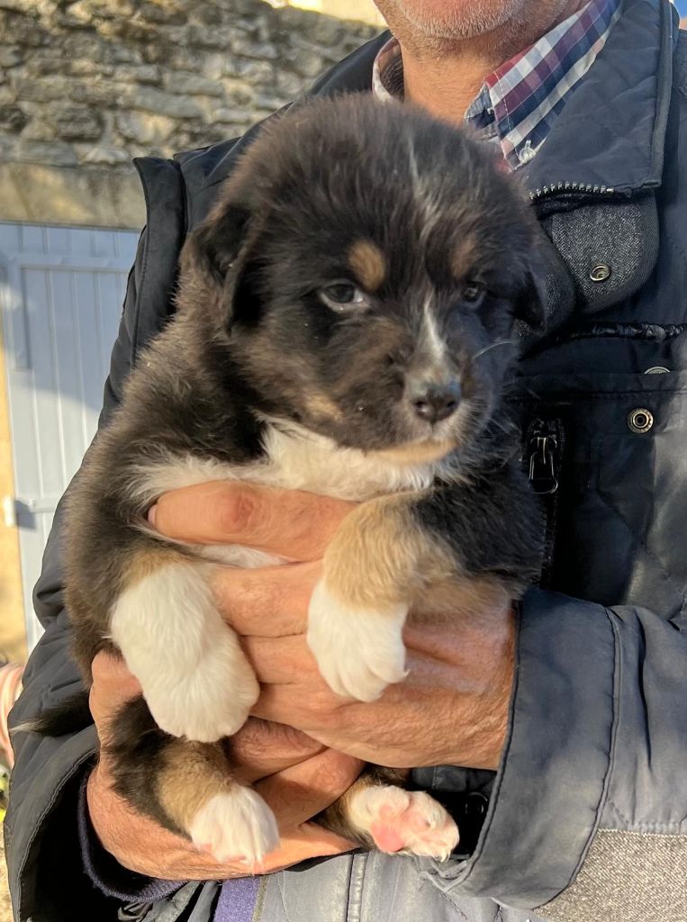 Des Gardiens Du Rouvergue - Chiot disponible  - Berger Australien