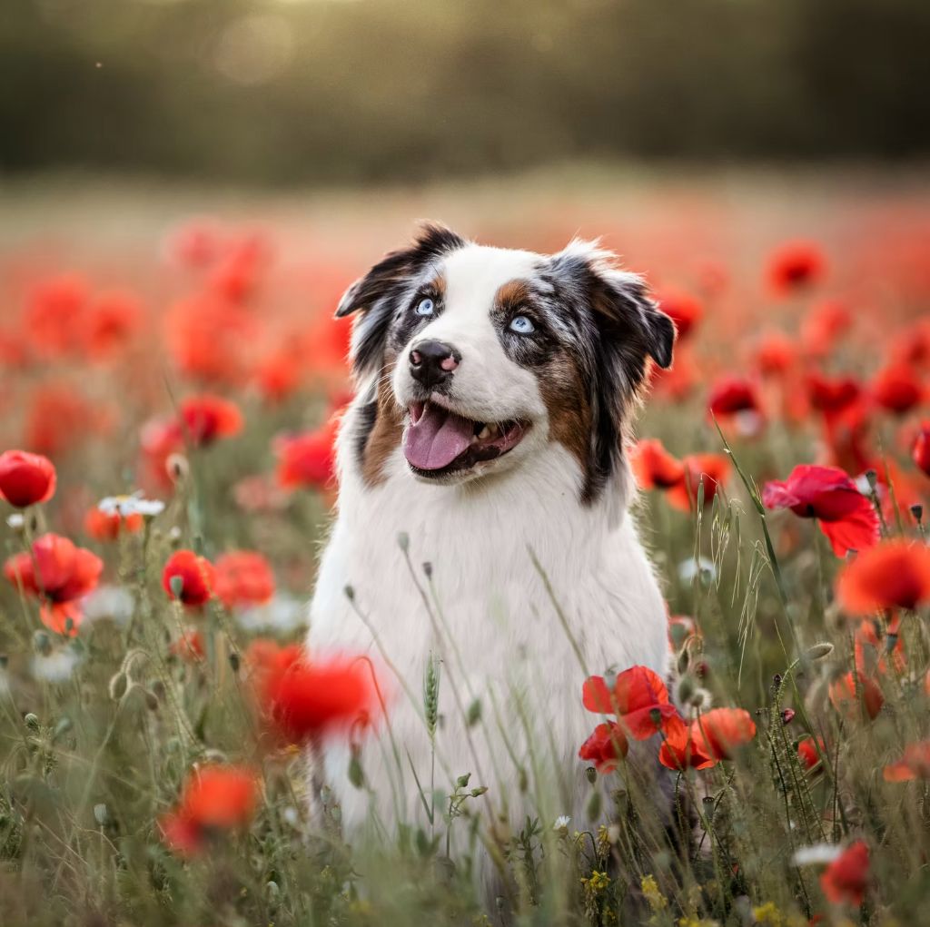 Rapsodie Des Gardiens Du Rouvergue