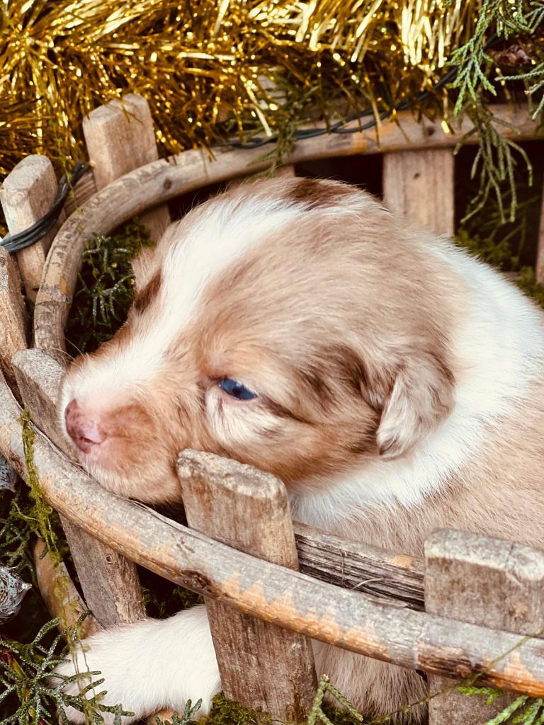 Des Gardiens Du Rouvergue - Chiots disponibles - Berger Australien