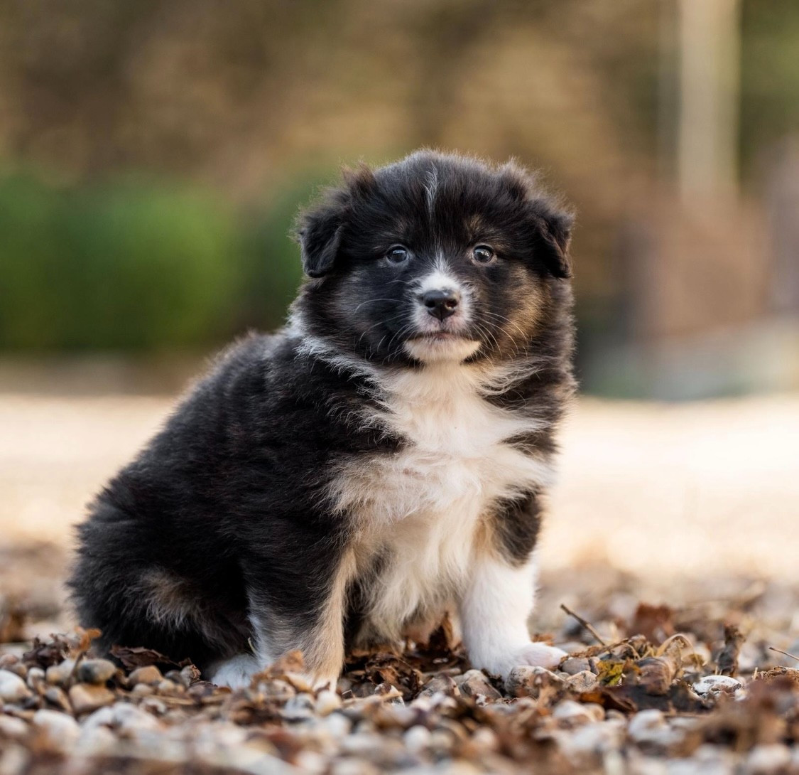 Des Gardiens Du Rouvergue - Chiots disponibles - Berger Australien