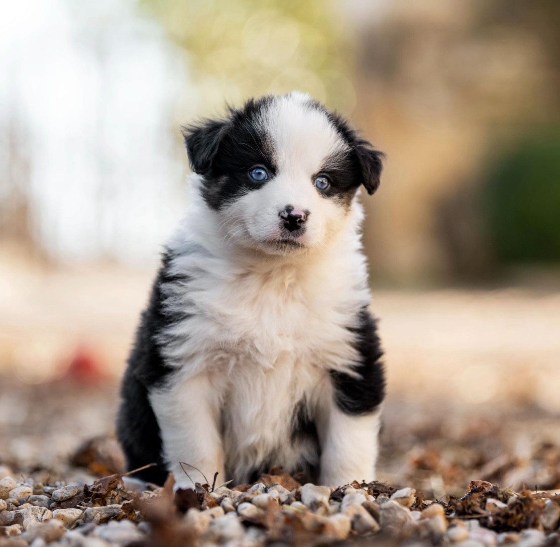 Des Gardiens Du Rouvergue - Chiots disponibles - Berger Australien