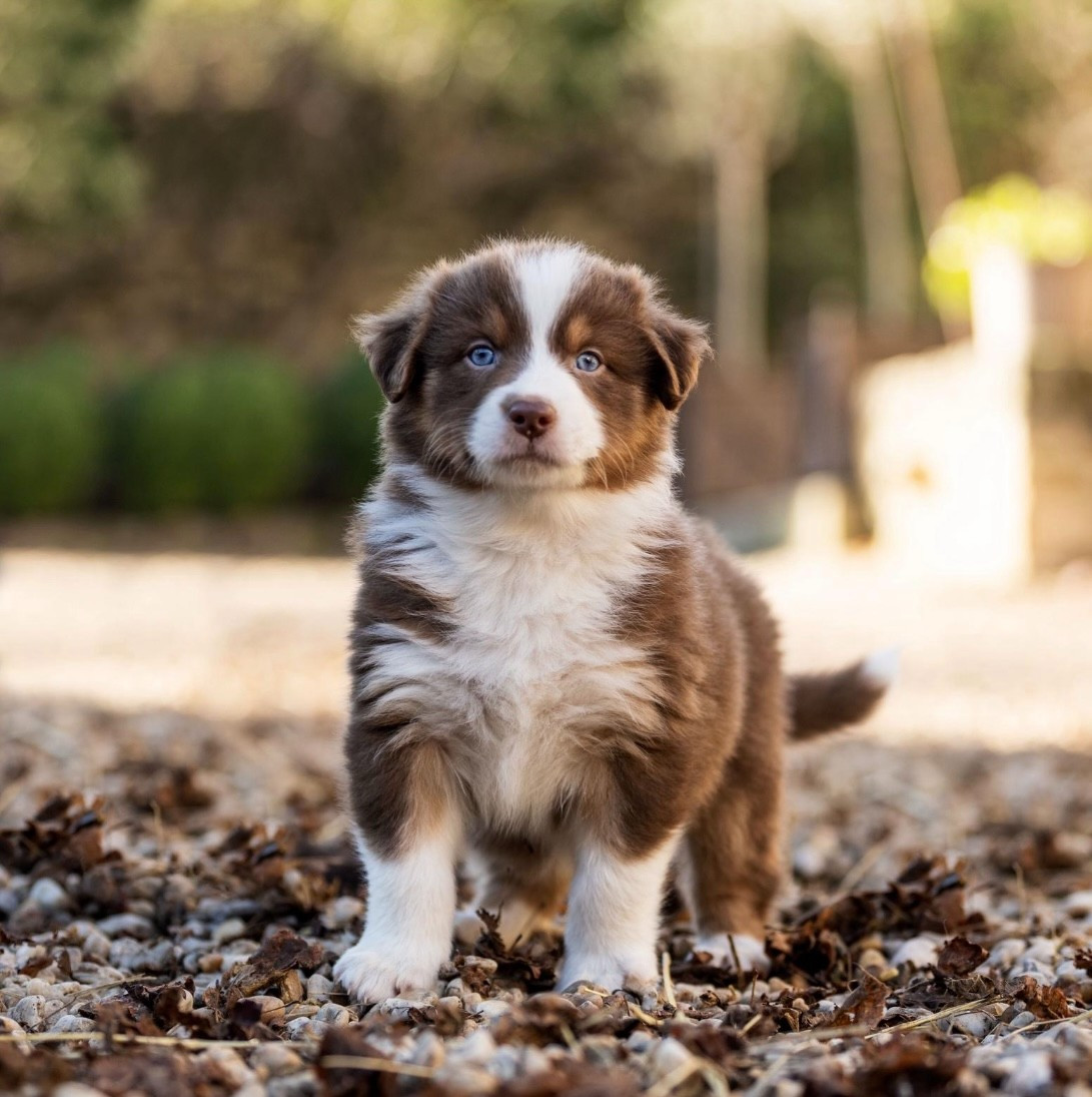 Des Gardiens Du Rouvergue - Chiots disponibles - Berger Australien