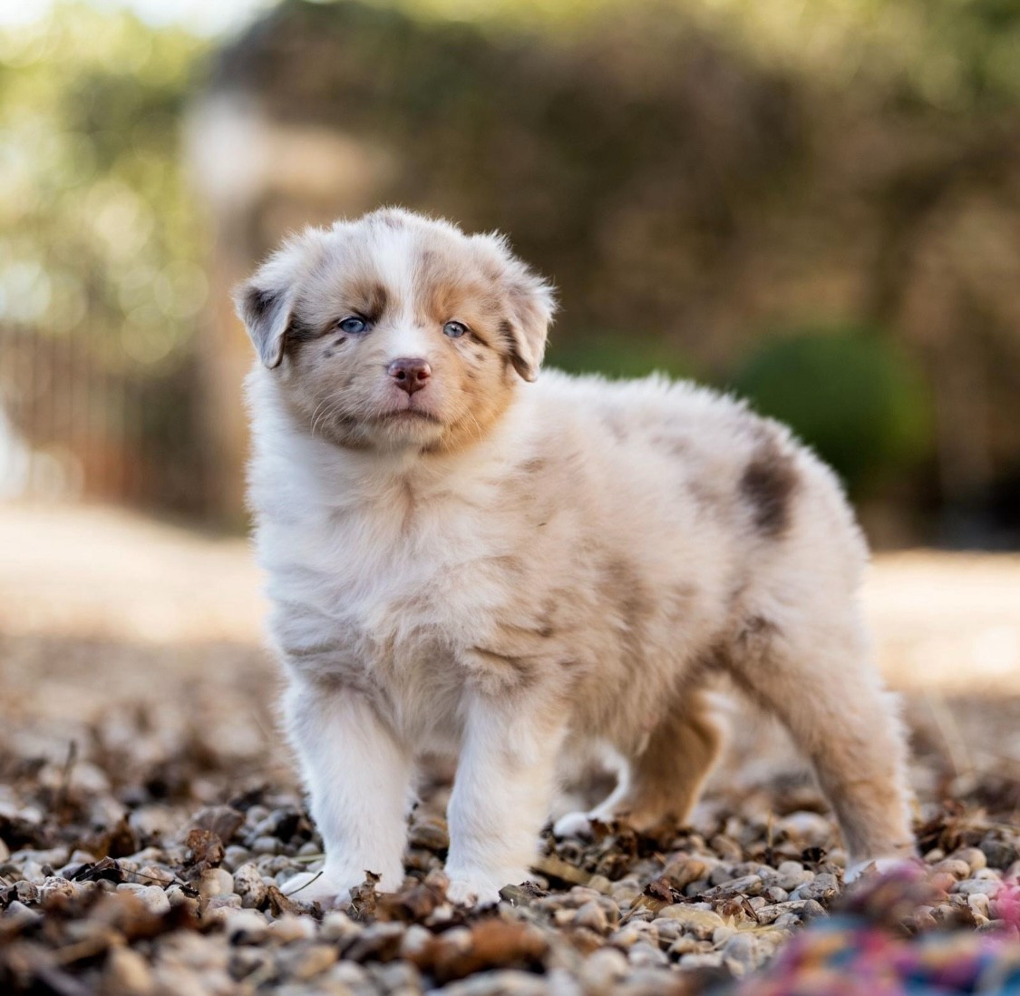 Des Gardiens Du Rouvergue - Chiots disponibles - Berger Australien