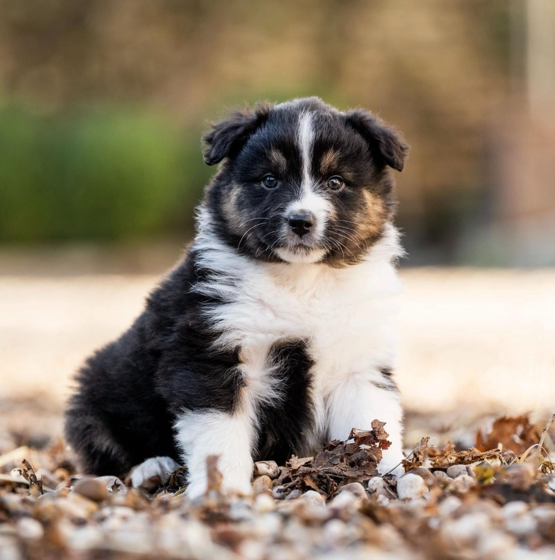 Des Gardiens Du Rouvergue - Chiots disponibles - Berger Australien