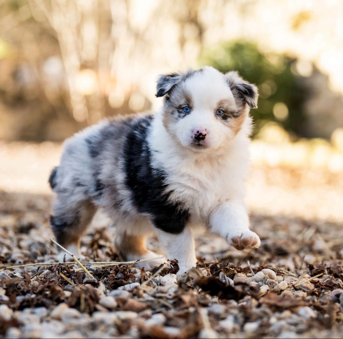 Chiot Berger Australien Des Gardiens Du Rouvergue