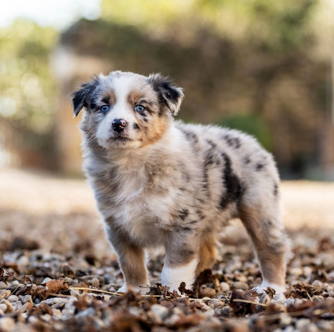 Des Gardiens Du Rouvergue - Chiots disponibles - Berger Australien