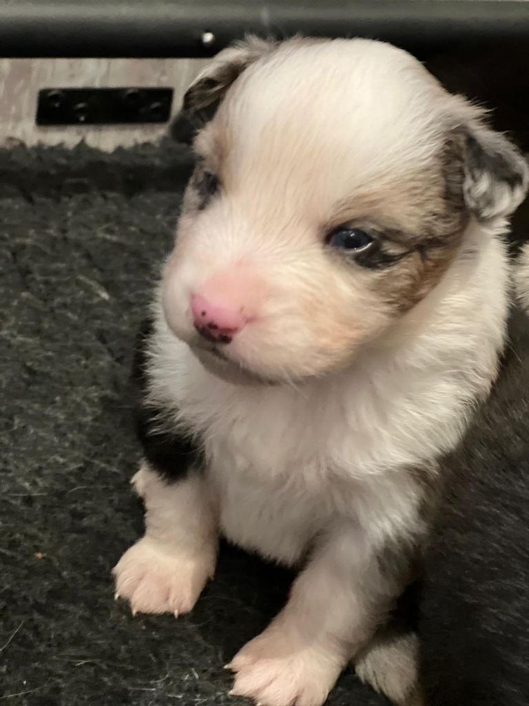 Des Gardiens Du Rouvergue - Chiots disponibles - Berger Australien