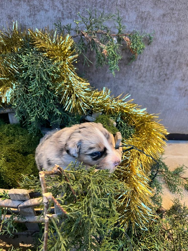 Des Gardiens Du Rouvergue - Chiots disponibles - Berger Australien