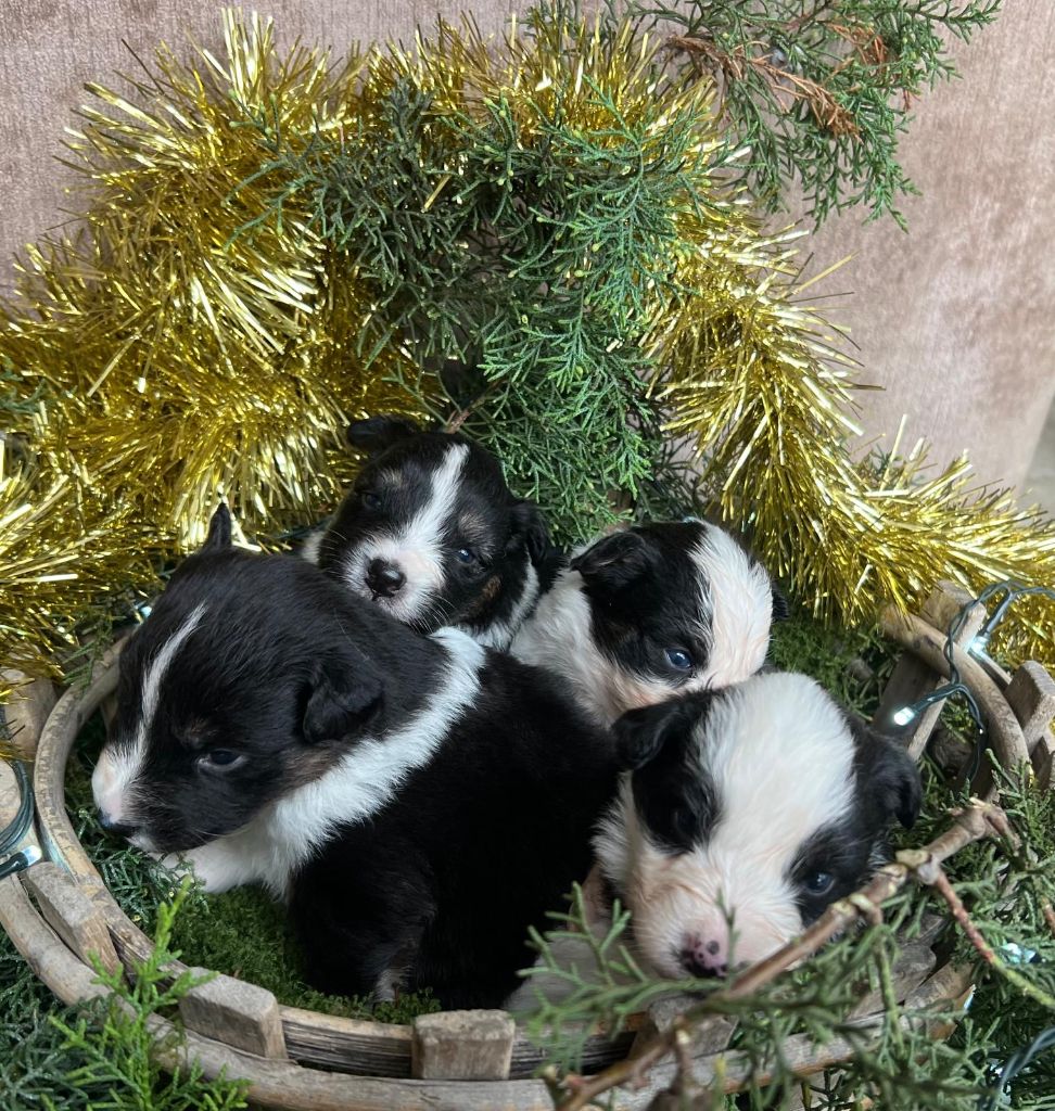 Des Gardiens Du Rouvergue - Chiots disponibles - Berger Australien