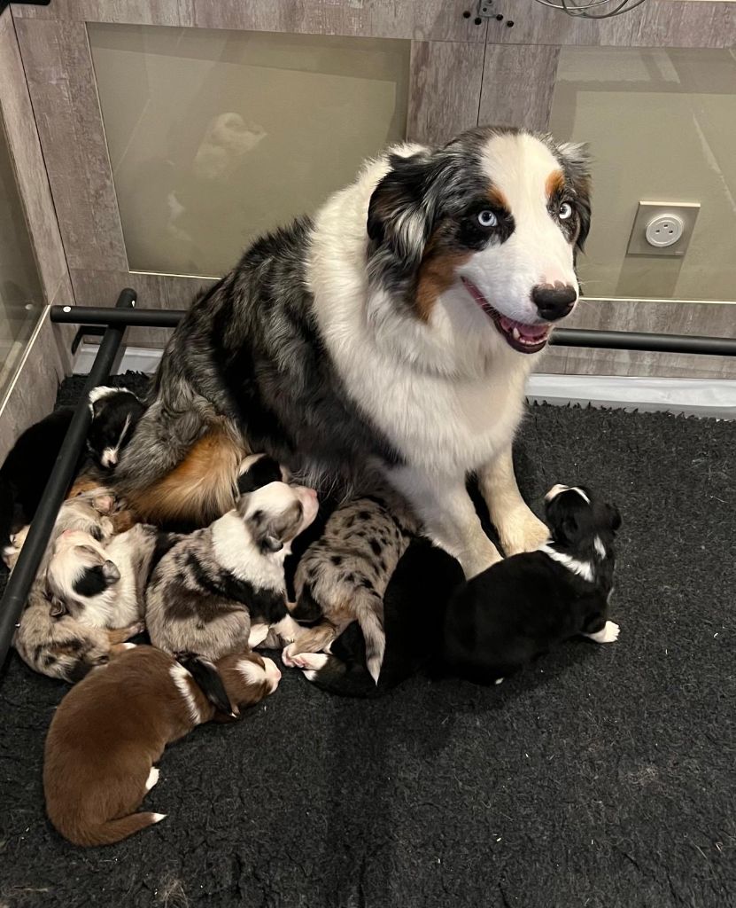 Chiot Berger Australien Des Gardiens Du Rouvergue